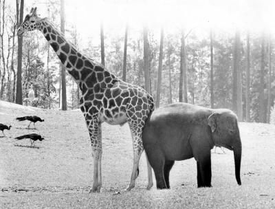 . Elephants Photos, Giraffes, Animals Friends, Beautiful Creatures, Black And White Photography, Animal Kingdom, Animals Beautiful, Make You Smile, Kenya