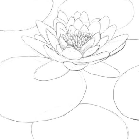 How to draw a lily pad - Drawing Factory Water Lily Pencil Drawing, How To Draw A Water Lily Step By Step, How To Draw Water Lilies, Draw Lotus Step By Step, Lillypads Drawing, Draw Water Lily, Dangerous Drawing, Lily Pad Drawing, Water Lily Drawing