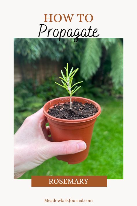 how to propagate rosemary How To Care For Rosemary Plant Indoors, Growing Rosemary From Clippings, Propagate Rosemary From Cuttings, Harvesting Rosemary How To, Propagating Rosemary, How To Propagate Rosemary, Prune Rosemary, Propagate Rosemary, Homegrown Herbs