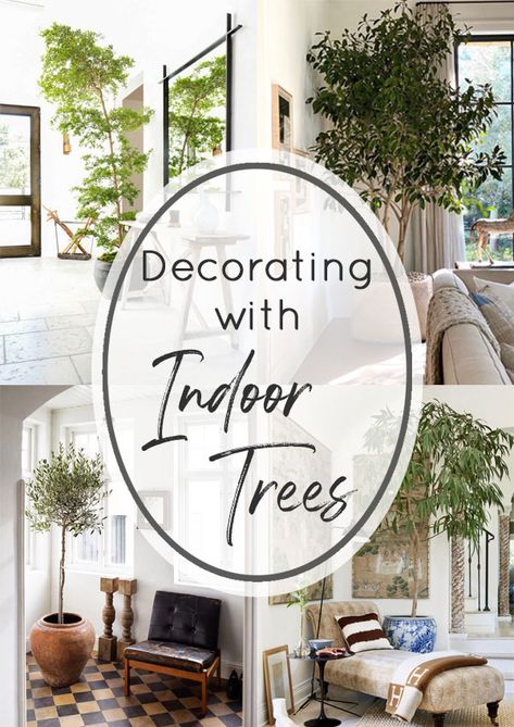 Crushing On: Large Indoor Trees - Stacy Risenmay Large Indoor Trees Living Rooms, Indoor Tree Decor Living Rooms, Trees For Inside The House, Silk Trees Indoor Decor, Interior Tree Design, Tree Pots Indoor, Indoor Tree Planter Pots, Large Fake Plants Living Rooms, Faux Ficus Tree Home Decor