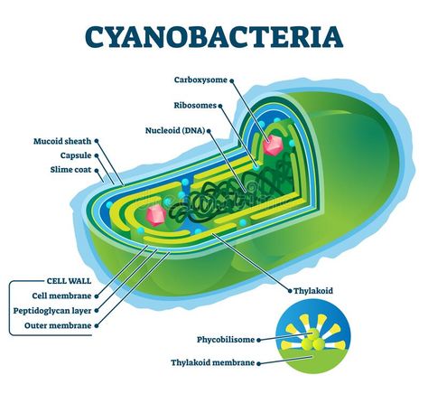 Cyanobacteria Vector Illustration. Labeled Bacteria Internal Structure Scheme Stock Vector - Illustration of microscopic, internal: 176019705 Blue Green Algae, Human Body Parts, Green Algae, Cell Wall, Symbiotic Relationships, Hand Drawn Vector Illustrations, Cell Membrane, Funny Study Quotes, Free Vector Graphics