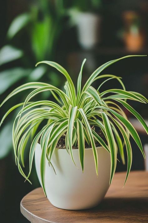 Spider Plant (Chlorophytum comosum) is a classic and easy-care choice for any indoor space! 🌿🏡 Known for its arching, green-and-white striped leaves and air-purifying qualities, this plant is a delightful blend of beauty and functionality. Perfect for adding a touch of lush greenery and enhancing indoor air quality, Spider Plant thrives in various conditions. Indulge in this timeless botanical favorite today! 🌱✨ #SpiderPlant #Houseplants #IndoorGarden #GreenLiving Popsicle Stick Crafts House, Houseplants Low Light, Tanaman Indoor, Floating Garden, Houseplants Indoor, Plant Decor Indoor, Plant Painting, House Plants Decor, House Plant Care