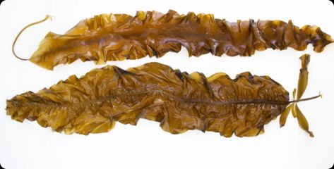 Sugar Kelp | Kombu | Saccharina Latissima | Seaweed Solutions Marine Algae, Winter Crops, Sources Of Calcium, Summer Harvest, Long Rope, No Noodle Lasagna, Healthy Liver, Regulate Blood Sugar, High Fat Diet