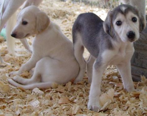 Saluki Puppies, Saluki Puppy, Grey Hounds, Fertile Crescent, Saluki Dogs, Puppies Pictures, Afghan Hounds, Sight Hounds, Stud Dog