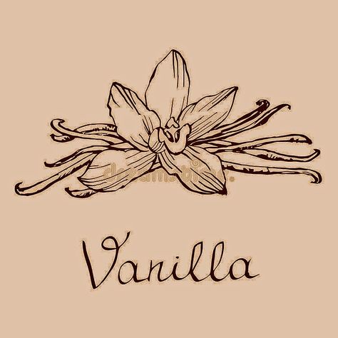 Vanilla Plant Tattoo, Vanilla Bean Flower Tattoo, Vanilla Bean Tattoo, Vanilla Flower Drawing, Vanilla Flower Tattoo, Vanilla Drawing, Vanilla Tattoo, Vanilla Logo, Japanese Candles