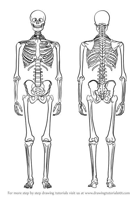 Learn How to Draw a Skeleton (Everyday Objects) Step by Step : Drawing Tutorials Draw A Skeleton, Skeleton Sketch, Learn Drawing, A Skeleton, Step Drawing, Learn How To Draw, Drawing Practice, Drawing Tutorials, Everyday Objects