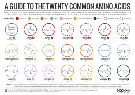 A guide to the twenty common amino acids. Click 'visit site' to read more & download the PDF. Body Chart, Compound Interest, Chemical Structure, Nursing Programs, Pre Med, Molecular Biology, Organic Chemistry, Anatomy And Physiology, Biochemistry