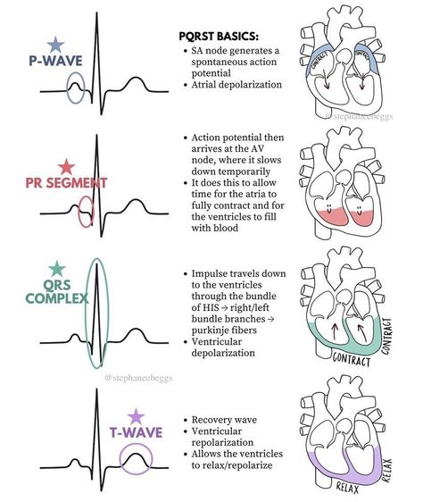 Nurse In The Making, Cardiovascular System, Cardiology, Cardiovascular Disease, Cardio, Anatomy, Aromatherapy, Disease, Medical