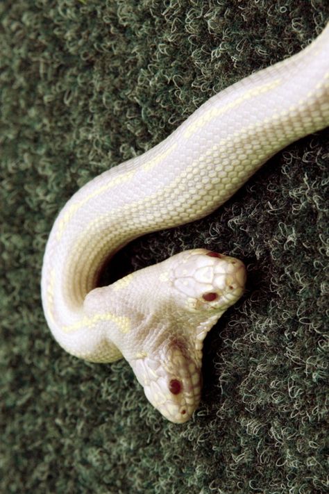 Snake With Two Heads, Two Head Snake, Double Headed Snake, Albino Snake, Two Headed Snake, Snake Head, Pretty Snakes, Corn Snake, Albino Animals