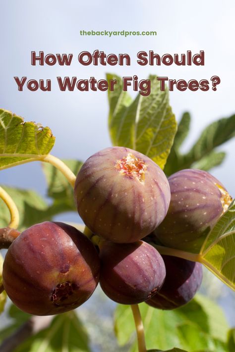 Preserving Figs, Fig Tree Care, Growing Figs, Fig Fruit Tree, Fig Bush, Growing Fig Trees, Fig Tree Plant, Seed Starters, Nut Trees