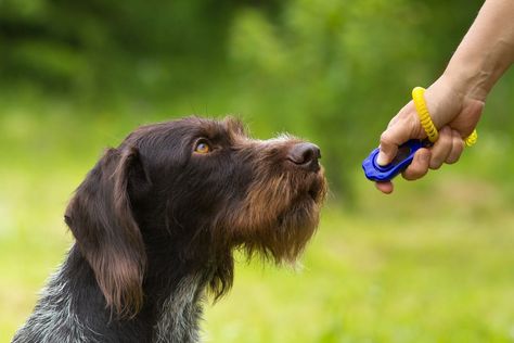 Until It Clicks: A Complete Guide to Clicker Training For Dogs Dog Agility Diy, Reactive Dog Training, Bird Dog Training, Dog Treadmills, Dog Biting Training, Dog Clicker Training, Dog Training Tools, Duck Dog, Training A Dog