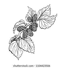 Mulberry Tree Drawing, Mulberry Tree Tattoo, Mulberry Tattoo, Mulberry Plant, Wicked Tattoos, Plant Tattoo, Mulberry Tree, Laser Engraved Ideas, Unique Tattoo Designs