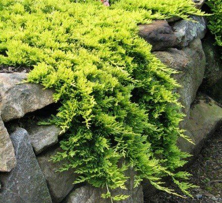 Creeping Juniper, Juniperus Horizontalis, Evergreen Groundcover, Conifers Garden, Fairy Garden Plants, Deer Resistant Plants, Garden Shrubs, Ground Cover Plants, Rock Wall