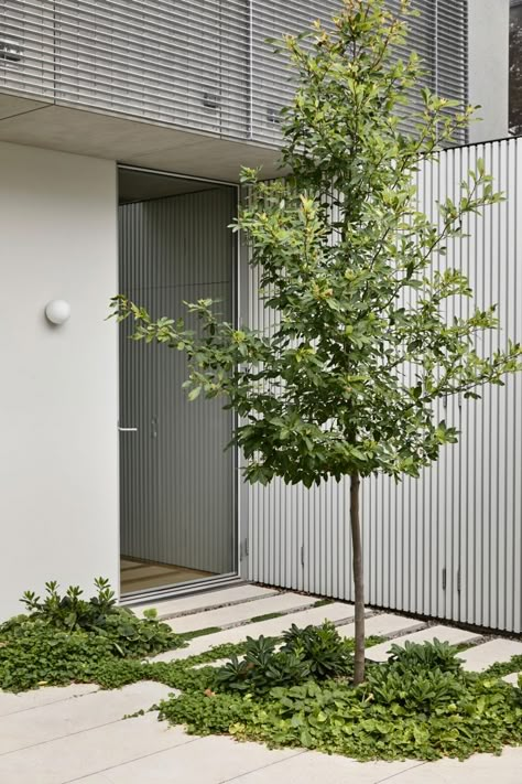 Fitzroy North House 02 by Rob Kennon Architects - Project Feature - The Local Project - The Local Project Entry Tree, Xanthe White, Rob Kennon, Office Foyer, Minimalist Garden, Garden Architecture, Modern Landscaping, Facade House, Local Design