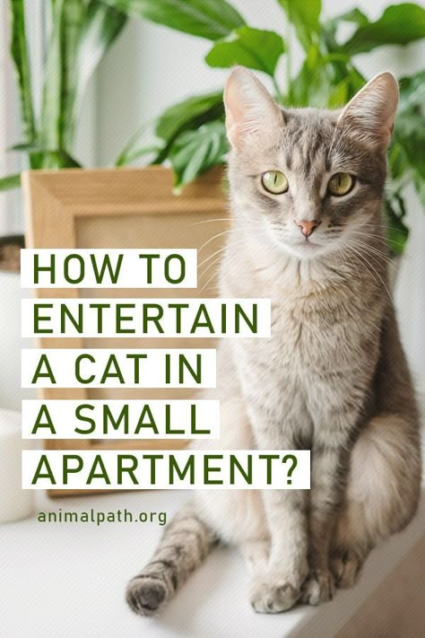 Ideas For Cats In Small Apartments, How To Keep Your Cat Entertained, Living With Cats Apartments, Cat Entertainment Ideas, Cattify Your House, Kitten Apartment Ideas, Small House Cat Ideas, Cats In Apartments Ideas, Kitten Room Ideas Small Spaces