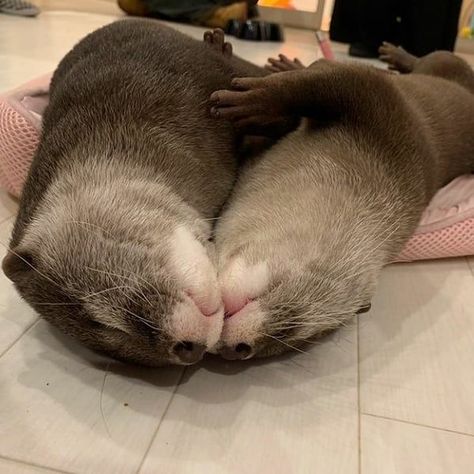 Two cute little Otters Otter Pup, Otters Cute, Otter Love, Baby Otters, Cute Kawaii Animals, Sea Otter, Pets For Sale, Silly Animals, Cute Wild Animals