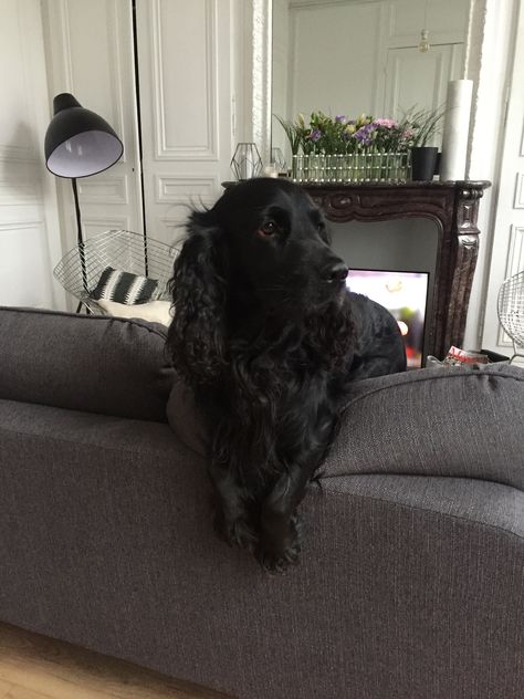 Black English Cocker Spaniel, Slytherin Couple, Black Cocker Spaniel Puppies, Black Cocker Spaniel, Fluffy Cows, Cocker Spaniel Puppies, Cocker Spaniel Dog, English Cocker, Really Cute Dogs