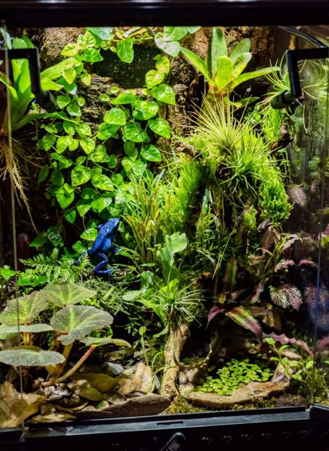 exo terra vivarium with two azureus Dart Frog Terrarium, Bioactive Terrarium, Dart Frog Vivarium, Tokay Gecko, Bioactive Vivarium, Water Terrarium, Tropical Terrariums, Frog Terrarium, Unique Terrarium