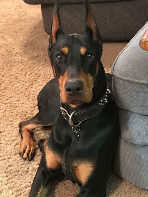 Doberman Protection, Perro Doberman Pinscher, Doberman Pinscher Blue, Miniature Doberman, Black Doberman, Doberman Pinscher Puppy, Puppy Grooming, Doberman Pinscher Dog, Doberman Puppy