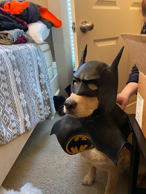 Batman Dog Costume, Batman Dog, Batman Cat, Crochet Cat Bed, Batman Mask, Spiderman Costume, Batman Outfits, Batman Costume, Princess Dog