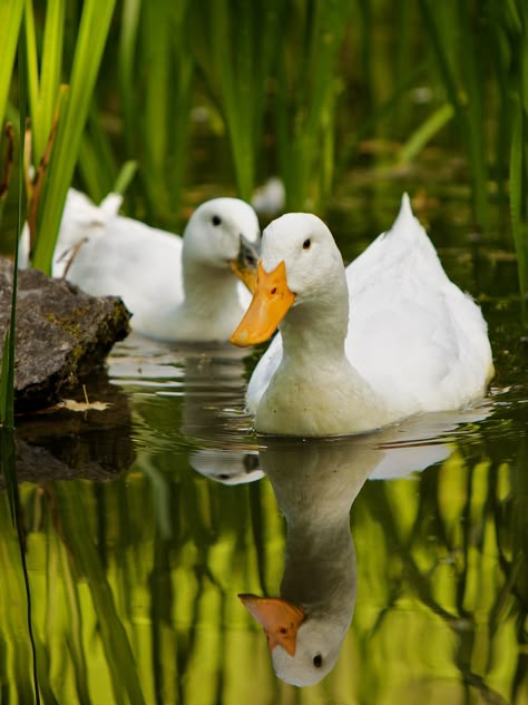 Duck Boots Outfit Winter, Ducks Photography, Duck On Water, Duck Boots Outfit, Cute Ducks In Water, Ducks In Pond, Duck Swimming, Ducks In A Pond, Duck Nail