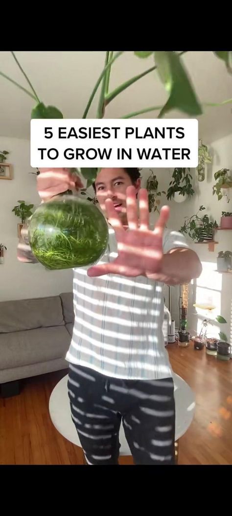 Plants To Grow In Water, Growing Plants In Water, Water Plants Indoor, Plants Grown In Water, Indoor Water Garden, Easy Plants To Grow, Household Plants, Plants To Grow, Inside Plants