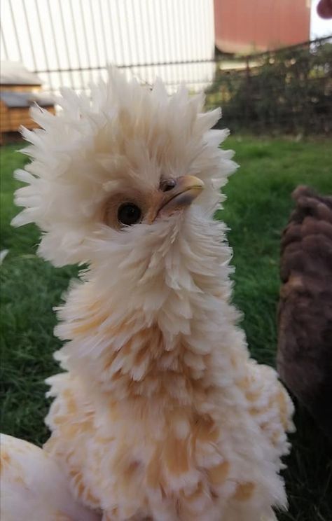 Fuzzy Chickens, Chickens Animal, Pretty Chickens, Fluffy Chickens, Animal Videos Funny, Farm Pets, Chicken Aesthetic, Chicken Animal, My Neighbourhood