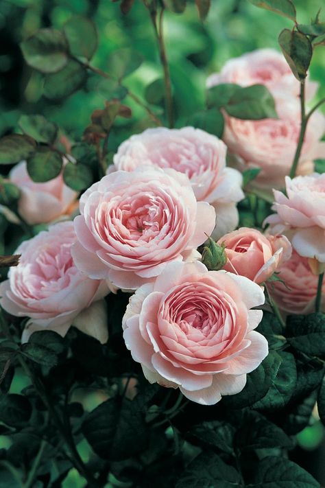 British rose breeder David Austin creates some of the most beautiful flowers in the world. Find out which roses are most in demand in American gardens. Queen Of Sweden Rose, Queen Of Sweden, Hgtv Garden, نباتات منزلية, Austin Rose, Rose Queen, Natural Flowers, Have Inspiration, David Austin Roses