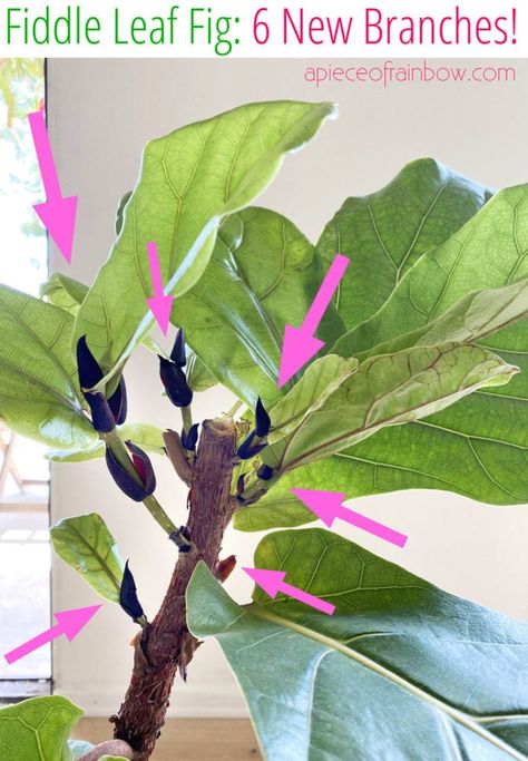 Best Fiddle Leaf Fig branching secret! 100% success growing multiple branches on 3 plants! Pruning, notching vs pinching methods compared. – A Piece of Rainbow, indoor plants, houseplants, gardening, indoor garden, modern colorful farmhouse, boho, bohemian, home décor, living room, bedroom #indoorplants #houseplants #gardening #indoorgarden #farmhouse #boho #bohemian #homedecor #livingroom #bedroom Ferns In Living Room, Notching Fiddle Leaf Fig, Mini Fiddle Leaf Fig, Pruning Fiddle Leaf Fig, Fiddle Leaf Tree Living Room, Fiddle Leaf Fig Care, Fiddle Fig Tree, Fiddle Tree, Colorful Farmhouse