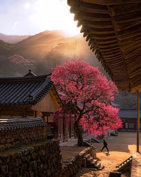 South Korea Photography, Ancient Korea, Morning Sunlight, South Korea Seoul, Plum Blossoms, Landscaping Images, South Korea Travel, Red Plum, Se Asia