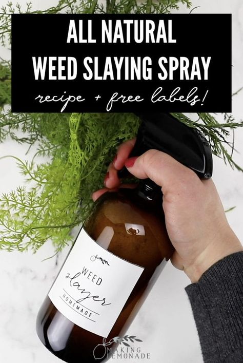 Get rid of weeds NATURALLY with this powerful and effective homemade spray! Why deal with toxins when you can whip up this DIY weed spray that works just as well, naturally? Homemade Vinegar, Summer Essential Oils, Thieves Oil, Natural Bug Spray, Making Lemonade, Thieves Essential Oil, Oil Diffuser Recipes, Essential Oil Diffuser Recipes, Essential Oil Blends Recipes