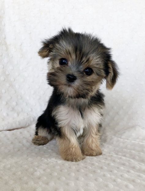 Yorkie Teacup Puppies, Teacup Morkie, Teacup Pomeranian Puppy, Pocket Puppies, Teacup Animals, Micro Teacup Yorkie, Cute Tiny Dogs, Shorkie Puppies, Mini Yorkie