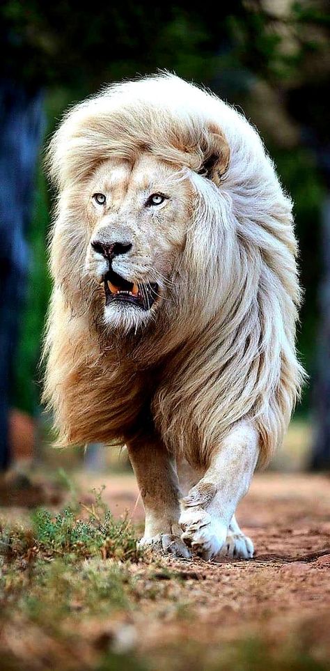 Egyptian Lion, Barbary Lion, Barbary Coast, Wild Animals Photography, Panthera Leo, Lions Photos, Lion Wallpaper, Lion Images, African Lion