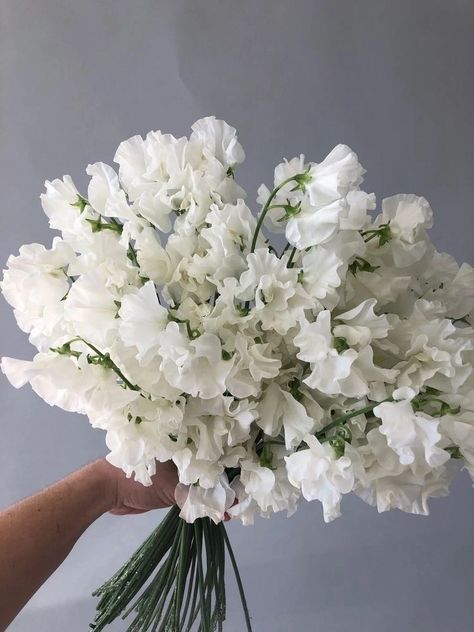 Sweet Pea Wedding Bouquet, Greenery Color Palette, White Sweet Pea, Sweet Pea Bouquet, Photos Of Flowers, Evergreen Flowers, Sweet Pea Flowers, Pea Flower, White Wedding Flowers