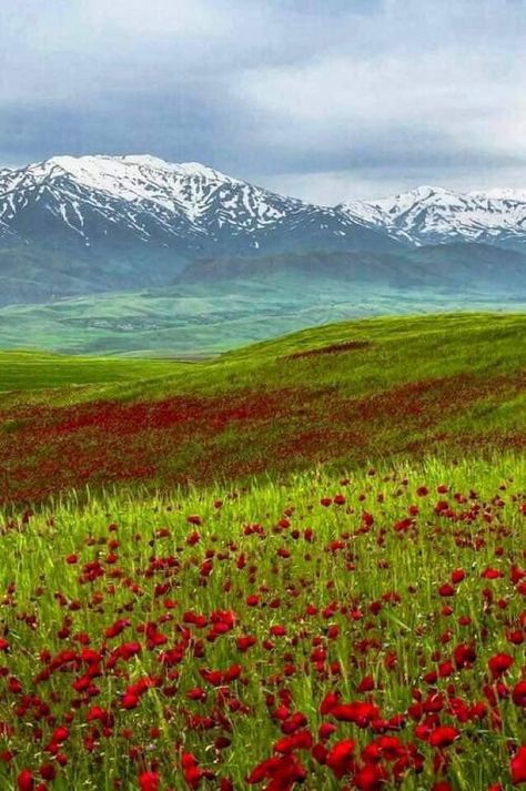 Lorestan Iran, Iran Nature, Plastic Dinosaur, Photos Of Cats, Iran Pictures, Iran Travel, Vintage Cats, Field Of Dreams, Travel Pics