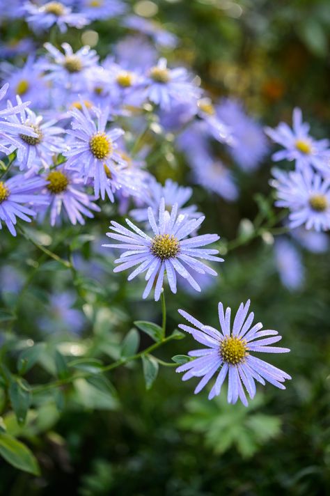 Michaelmas daisies Michaelmas Daisy, Island Bed, Organic Vegetable Garden, Walled Garden, White Gardens, Nature Garden, Organic Vegetables, Photo Reference, Herb Garden