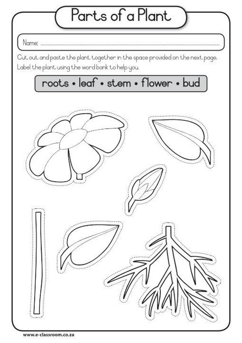 Parts Of The Plants Worksheets For Kindergarten, Part Of Plant Worksheet, Plant Parts Craft, Parts Of A Tree Worksheet, Parts Of Plants Activities, Parts Of Flowers For Kids, Parts Of Plant Worksheet, Plant Worksheet, Parts Of The Plants For Kids