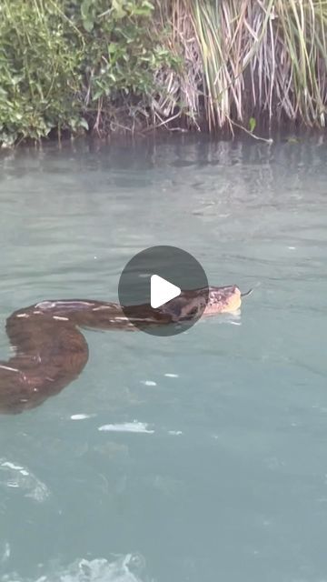 Anaconda Snake Videos, Anaconda Attack, World's Largest Snake, Big Snakes, Snake Video, Giant Anaconda, Wild Life Videos, Anaconda Snake, Green Anaconda