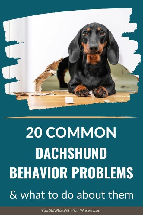 Dachshund Personality, Winnie Dogs, Dachshund Facts, Dachshund Colors, Dachshund Puppy Training, Dachshund Training, Dachshund Breed, Miniature Dachshunds, Weenie Dogs