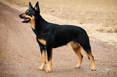 Kelpie Dog, Australian Kelpie Dog, Every Dog Breed, Akc Breeds, Beautiful Dog Breeds, Australian Kelpie, Farm Dogs, Herding Dogs, Australian Shepherds