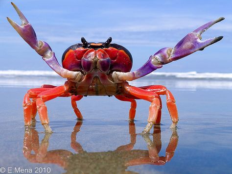 Cangrejo de Tierra / Halloween Crab (Gecarcinus quadratus), Playa Coyote, Costa Rica | Flickr - Photo Sharing! Halloween Crab, Creature Marine, Beautiful Sea Creatures, Underwater Life, Water Life, Aquatic Animals, Crustaceans, Ocean Creatures, Ocean Animals