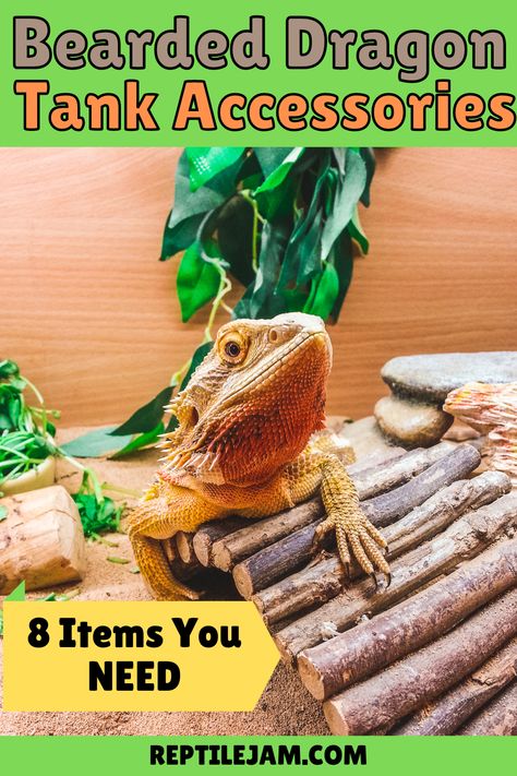 These 8 items are things you must have in your bearded dragon tank for the health and wellness of your pet beardie! #beardeddragon #reptilepet #exoticpets #reptiles Bearded Dragon Essentials, Cute Bearded Dragon Tank, Beardie Tank, Bearded Dragon Tank Setup, Red Bearded Dragon, Bearded Dragon Accessories, Dragon Food, Bearded Dragon Diy, Bearded Dragon Food