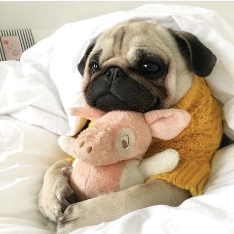 There are plenty of indoor activities for you and your pooch to enjoy in the chilly winter months Cute Pug Puppies, Baby Pugs, A Pug, Pug Puppies, Pugs Funny, Cute Pugs, Pug Lover, Pug Dog, Baby Dogs