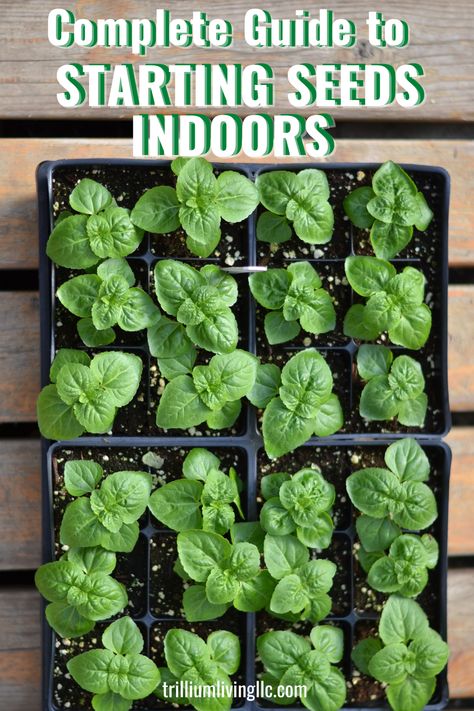 An overhead view of a flat of small plants sitting on a wooden bench with the text overlay: Complete Guide to Starting Seeds Indoors How To Start Seeds Inside, Vegetables To Start Indoors, Growing Plants From Seeds Indoors, Best Indoor Plants To Grow From Seeds, Garden Starts Indoor, Seedling Starters Diy, When To Start Vegetable Seeds Indoors, When To Sow Seeds Indoors, Spring Seeds To Plant