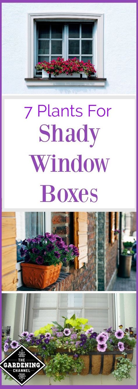 7 Plants For Shady Window Boxes - Gardening Channel Diy Gnome Garden, Gnome Garden Ideas, Planters For Shade, Planter Boxes Flowers, Window Box Plants, Window Box Garden, Yard Plants, Diy Gnome, Window Box Flowers