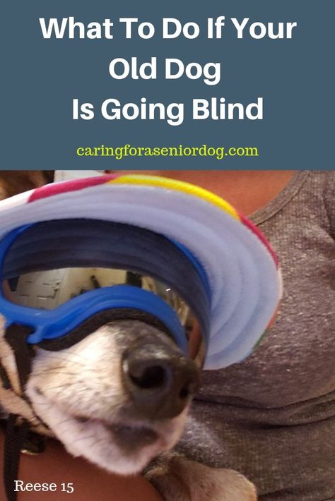 Blind Dogs Tips Ideas, Dog Hacks Diy, Cat Illnesses, Pet Dental Care, Deaf Dog, Blind Dog, Eye Problems, Dog Breeding, Dog Health Tips