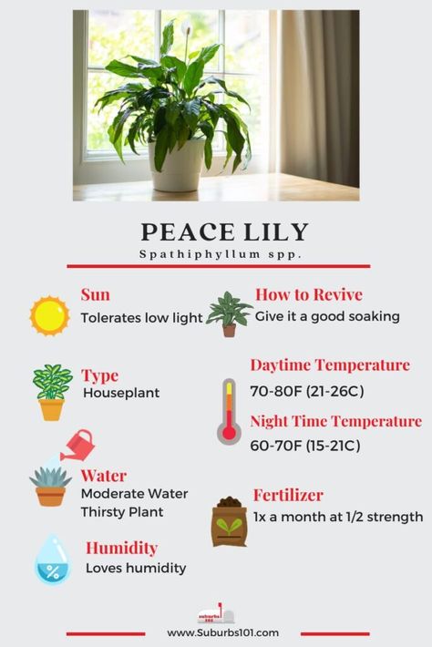 10 Tips on How to Care for your Peace Lily Day Lily Care, Piece Lily Plant Care, Indoor Peace Lily, Peace Lilly Plants Decor, How To Care For A Peace Lily Houseplant, How To Care For Peace Lily Plant, How To Take Care Of Peace Lily Plant, Peace Lilly Plants Care, How To Revive A Peace Lily Plant