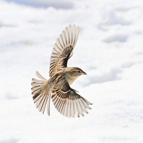 Sparrow In Flight, Reference Animals, Robin Tattoo, Brown Birds, Wolf Skull, Portrait References, Fallow Deer, Animal Reference, Virgo Moon