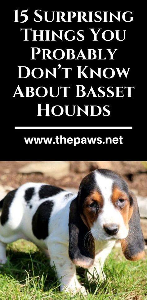 Basset Hounds are considered to be very gentle and loving pets. As the other dogs, they love people and can become really good friends for them. But there are also some things about Basset Hounds that can probably surprise you! #bassethound #aboutbassethound #dog #thepaws Bassett Hound Puppies, Miniature Basset Hound, Basset Hound Funny, Basset Hound Puppies, Basset Hound Art, Basset Puppies, Basset Hound Puppy, Hound Puppies, Dog Enrichment