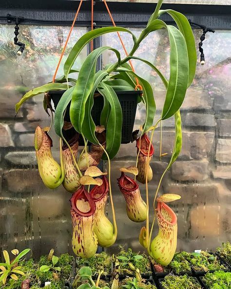 Instagram House Plants Decor Living Room, Bug Eating Plants, Mexican Black Kingsnake, Carnivore Plants, Plant Decor Living Room, Plants In Bedroom, Flowers Reference, Floral Shops, House Plant Ideas